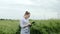 Young woman farmer wearing white bathrobe is checking harvest progress on a tablet at the green wheat field.