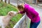 Young woman feed a goat