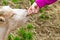 Young woman feed a goat