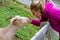 Young woman feed a goat