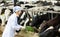 Young woman feeding cows with grass at cowhouse