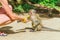 Young woman feeding small monkey with banana