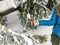 A young woman feeding whiskyjack and stellar jay birds out of her hand while snowshoeing along the Bowen Island Lookout trail on C