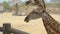 A young woman feeds giraffes in a safari park