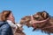 Young woman fell in Love with dromedary in Morocco