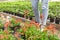 Young woman in flower garden, cropped view. Greenhouse produce. Flower seedlings in plastic pots