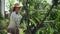 Young woman gardener picking plums in string eco mesh bag in her family backyard garden, slow motion