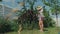 Young woman gardener picking plums in string eco mesh bag in her family backyard garden, slow motion