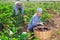 Young woman gathering crop of ripe aubergines at garden