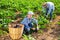 Young woman gathering crop of ripe aubergines at garden