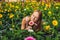 A young woman at a gerbera farm. Flower cultivation in greenhouses. A hothouse with gerbers. Daisy flowers plants in