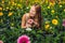 A young woman at a gerbera farm. Flower cultivation in greenhouses. A hothouse with gerbers. Daisy flowers plants in