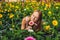 A young woman at a gerbera farm. Flower cultivation in greenhouses. A hothouse with gerbers. Daisy flowers plants in greenhouse