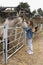 Young woman giving affection to some horses.