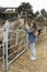 Young woman giving affection to some horses.