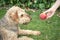 Young woman giving a peach to her dog, airdale terrier. dog sitting on the grass