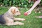 Young woman giving a peach to her dog, airdale terrier. dog sitting on the grass