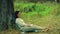 A young woman in glasses barefoot sits under a tree in the park and draws a pencil in a notebook