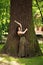 Young woman in green dress meditatively relaxes near large tree in forest park, concept of purity of nature and unity with