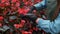 Young woman in the greenhouse with flowers checks a pot of red poinsettia on the shelf.