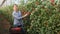 Young woman greenhouse owner standing near growing red cherry tomatoes, proud of good harvest