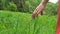 Young woman hand running through green wild meadow field, touching wild flowers closeup. HD video footage shooting in