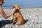 Young woman hand scratches the neck behind the ear of redhead dog on pebble beach on sunny day