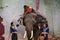A young woman is handing a lunch box to her husband on an elephant`s back. The elephant in the jungle. Surin, Thailand