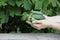 Young woman hands hold cucumbers, harvest of cucumbers. Young cucumber