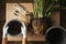 Young woman hands transplanting a houseplant into a new flower pot in a modern kitchen