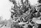 Young woman hanging from a rope next to big cactus plants