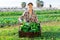 Young woman harvesting chard in field