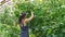 Young woman harvesting cucumbers in a greenhouse