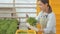 Young woman harvesting green salad standing in greenhouse on hydroponics.