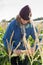 Young woman in hat picks organic corn cob in field