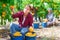 Young woman and her fellow workers picking peaches