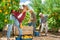 Young woman and her fellow workers picking peaches