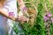 Young woman herbalist gathers fireweed in a basket, hands close-up