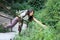 Young woman hiker with backpack holds handrails of stairs on forest path and collects wildflowers