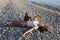 Young woman hiker lies on deserted pebble beach and holds wildflowers