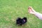 Young woman holding ball toy playing with dog Spitz Pomeranian outside in park