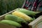 A young woman is holding a box of ripe corn on the cob. Hands of a girl with a box of corn before being sent for sale.