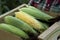 A young woman is holding a box of ripe corn on the cob. Hands of a girl with a box of corn before being sent for sale.