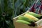 A young woman is holding a box of ripe corn on the cob. Hands of a girl with a box of corn before being sent for sale.