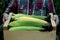 A young woman is holding a box of ripe corn on the cob. Hands of a girl with a box of corn before being sent for sale.