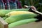 A young woman is holding a box of ripe corn on the cob. Hands of a girl with a box of corn before being sent for sale.