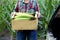 A young woman is holding a box of ripe corn on the cob. Hands of a girl with a box of corn before being sent for sale.