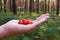 Young woman holding a pile of forest raspberries, with trees in