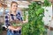 Young woman horticulturist picking harvest of pease to basket