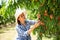 Young woman horticulturist picking peaches from tree